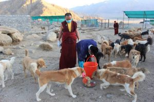 SE Kyabje Thuksey Rinpoche
